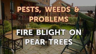 Fire Blight on Pear Trees