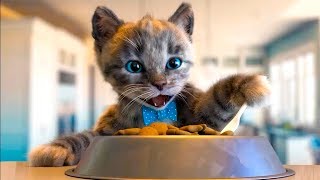МАЛЕНЬКИЙ КОТЕНОК В ШКОЛЕ back to school. Кид рисуют животных