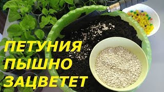 ЧТО ДОБАВИТЬ В ГРУНТ ПРИ ПОСАДКЕ ПЕТУНИИ