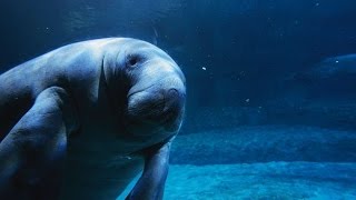 #1440. Морские коровы и морские слоны (В мире животных)
