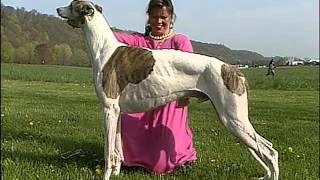 Greyhound - AKC Dog Breed Series
