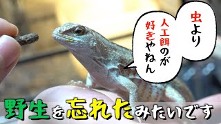 手から餌を食べる宝石トカゲが可愛すぎる！！