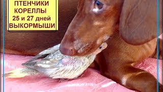 Птенцы выкормыши 25 и 27 дн клюют сами. Чем кормить выкормышей. РАЗВЕДЕНИЕ КОРЕЛЛ 3-й сезон