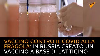 Vaccino contro il Covid alla fragola: in Russia creato un vaccino a base di latticino