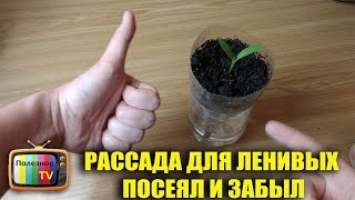РАССАДА ТОМАТОВ ДЛЯ ЛЕНИВЫХ ПОСЕЯЛ И ЗАБЫЛ