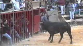 TORO SEÑORITO - MACHANCOSES (CHESTE)