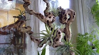 Из корней дерева. Подставка под цветы - из корней дерева.