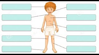 Части тела Körperteile/немецкий для начинающих