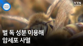 벌 독 성분 이용해 암세포 사멸 / YTN 사이언스
