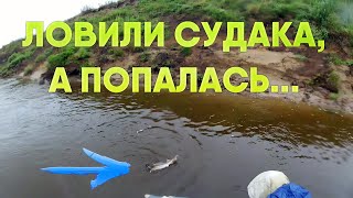 Вот это прикол, ждал судака а там она... Рыбалка на реке Вятка. Рыбалка в Кирове. (Стерлядь)