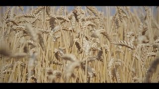 Сельское хозяйство в Ульяновской области. Уборочная кампания 2017