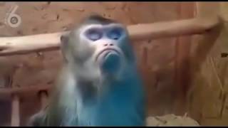 Не подходи ко мне я обиделась  Юмор, прикол
