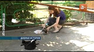 Молодая кошка приютила и выкармливает щенка