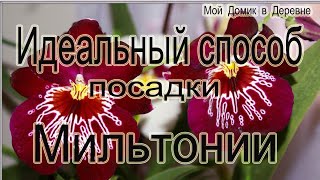 Лучший способ посадки мильтоний из всех ,что я пробовала!!!! Проверенно !!!!