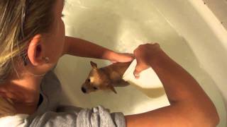 Shiba Inu Puppy get's a bath