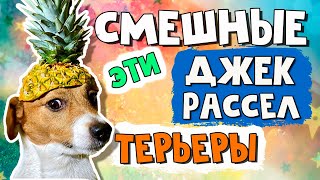 Эти смешные и забавные джек рассел терьеры
