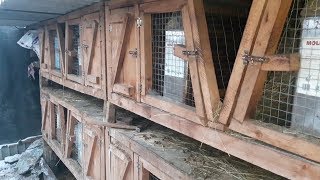 Кролики. Зимние окролы. Всех с наступающем 2020 годом!