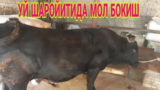 Uy Sharoitida Novvos Boqish Biznesi Sirlari 2020 | уй шароитила новвос бокиш бизнес