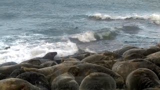 Стадо длинномордых тюленей на лежбище у Балтийского моря Эстония Estonia