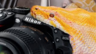 SNAKE ATE MY CAMERA! FEEDING ALL MY ANIMALS (Thousands) INSANE! | BRIAN BARCZYK