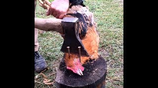 Курица. Забой. Снятие шкуры с пером, разделка + вес.