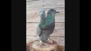 Two Headed Pigeon Weird Ebay Sales