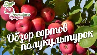 Обзор сортов полукультурок на примере урожая #urozhainye_gryadki
