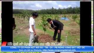 Kết quả sử dụng phân bón cao cấp Facorv - Công ty Rồng Vàng Đất Việt DC