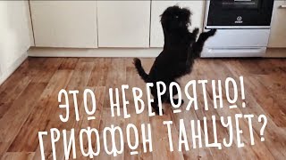 Это невероятно! Гриффоны танцуют?