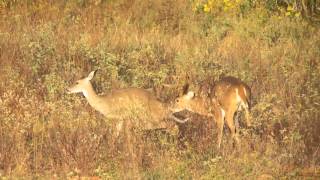 Texas Buck breeding doe in the wild