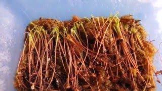 Drosera paradoxa propagation UPDATE March 24, 2016