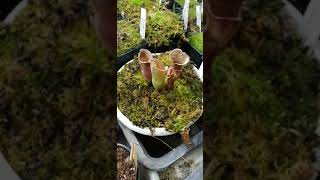 Plantas Carnivoras y semillas en www.Carnizonaplant.com