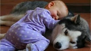 初めて人間の赤ちゃんに会ったハスキー犬の反応が超おもしろ