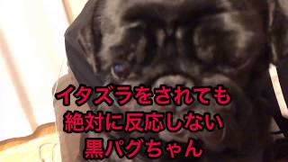 イタズラされても絶対に反応しない黒パグコロン。。pug