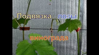 Виноград. Как и чем подвязать виноградную лозу.