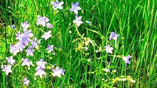 Красота Природы - Летний #луг #Цветы Луговые  #Природа #Релакс