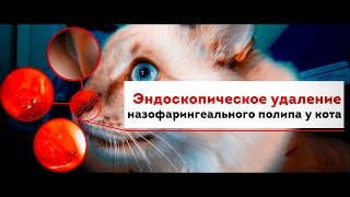 Эндоcкопическое удаление назофарингеального полипа у кота. Клинический случай