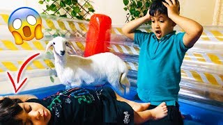 الخروف وحمودي بحلبة المصارعة ???