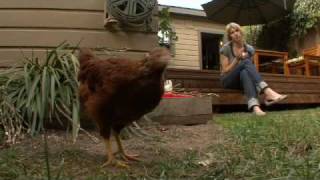 Chickens in the city
