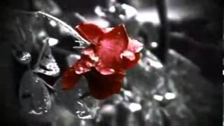 RainRose / Karel  Svoboda
