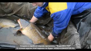 Карп. Облов производителей на Карагандинском рыбопитомнике. 2013 год