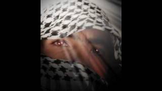 FARES - GAMBERGE DE REQUIN -