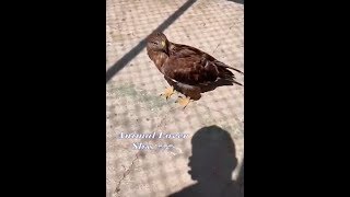 زيارة اسامه الدغيري لمركز المأوى لتاهيل الحيوانات خاص