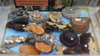 La collection des champignons des arbres du Québec
