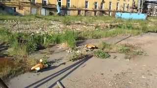 Утки защищают своих утят) Забавные животные utki s potomstvom