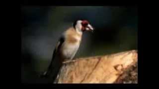 chardonneret pronab