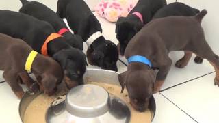 4 week old Doberman puppies eating their first solid food