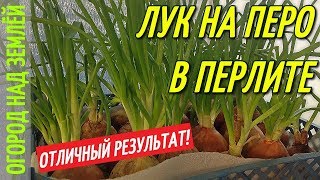 ЛУК НА ПЕРО В ПЕРЛИТЕ/РЕЗУЛЬТАТ.