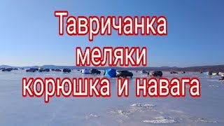 Тавричанка меляки корюшка и наважка Full HD