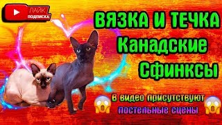 вязка | канадский сфинкс | течка сфинкс | всё о вязке